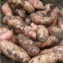 1kg 'Pink Fir Apple' Seed Potatoes | Maincrop | Salad