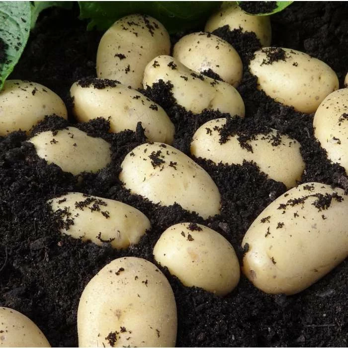 1kg 'Jazzy' Seed Potatoes | Second Early | Salad - Image 2