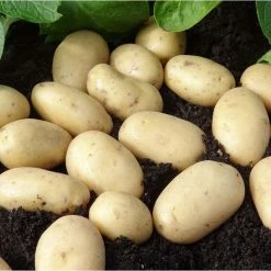 1kg 'Jazzy' Seed Potatoes | Second Early | Salad