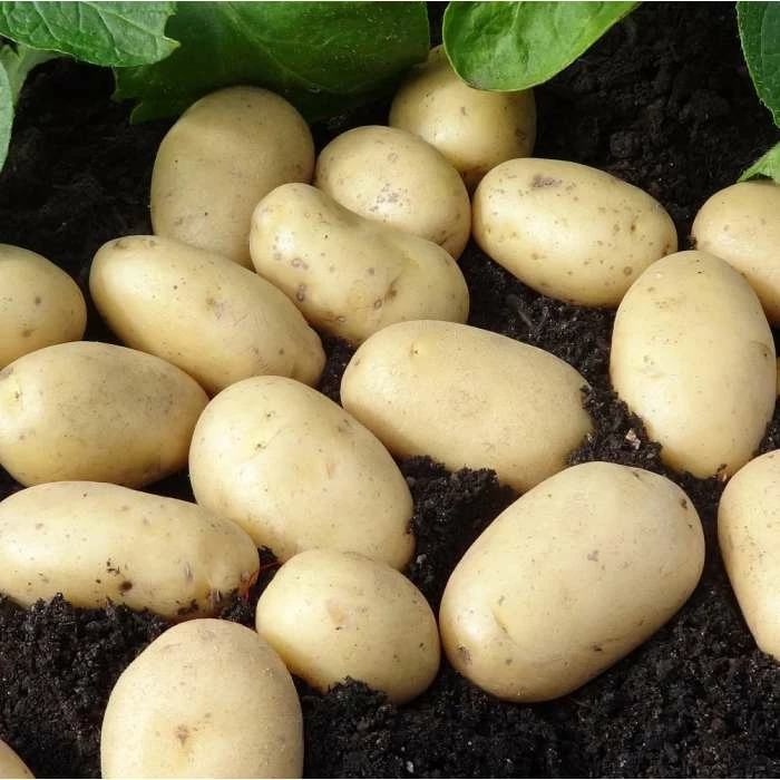 1kg 'Jazzy' Seed Potatoes | Second Early | Salad