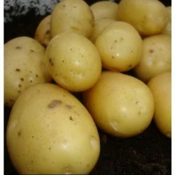 1kg 'Vivaldi' Seed Potatoes | Maincrop