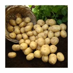 1kg 'Marfona' Seed Potatoes | Second Early