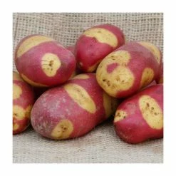 1kg 'Mayan Rose' Seed Potatoes | Maincrop