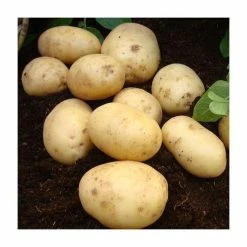 1kg 'Nadine' Seed Potatoes | Second Early