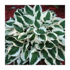 20-50cm Hosta 'Patriot' | 2L Pot