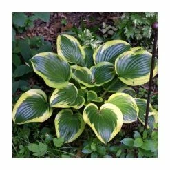 20-50cm Hosta 'Queen Josephine' | 2L Pot
