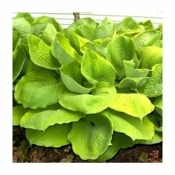 20-50cm Hosta fortunei 'Sum & Substance' | 4L Pot