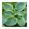 20-50cm Hosta sieboldiana 'Frances Williams' | 4L Pot