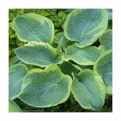20-50cm Hosta sieboldiana 'Frances Williams' | 4L Pot