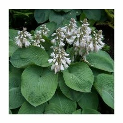 20-50cm Hosta sieboldiana 'Elegans' | 4L Pot