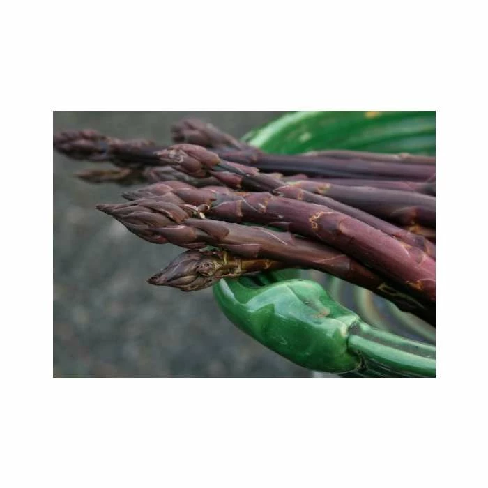 20-30cm 5 x Asparagus Pacific Purple Bare Root